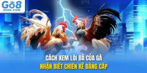 cách xem lối đá của gà go8