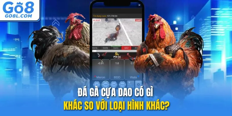 Đá gà cựa dao có gì khác so với loại hình khác?